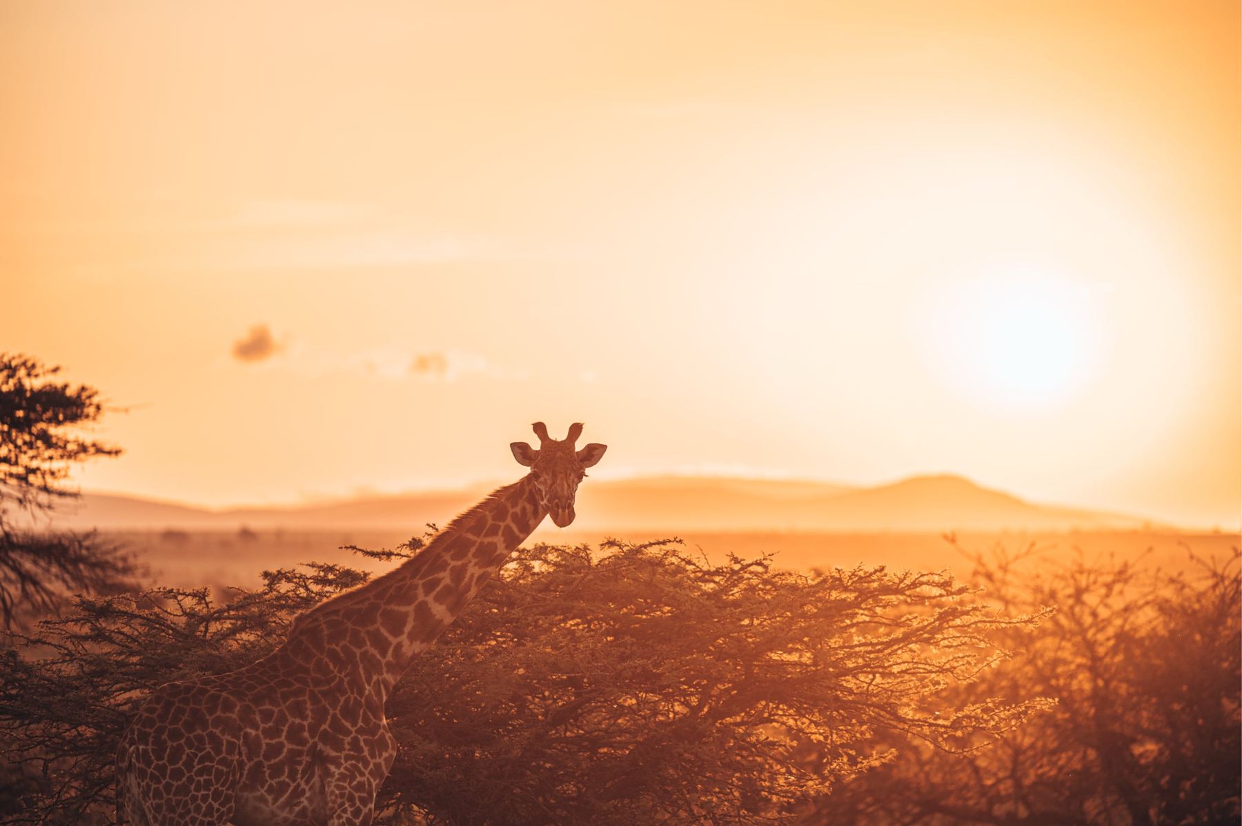 A giraffe at sunset near Emberline (artist's impression)
